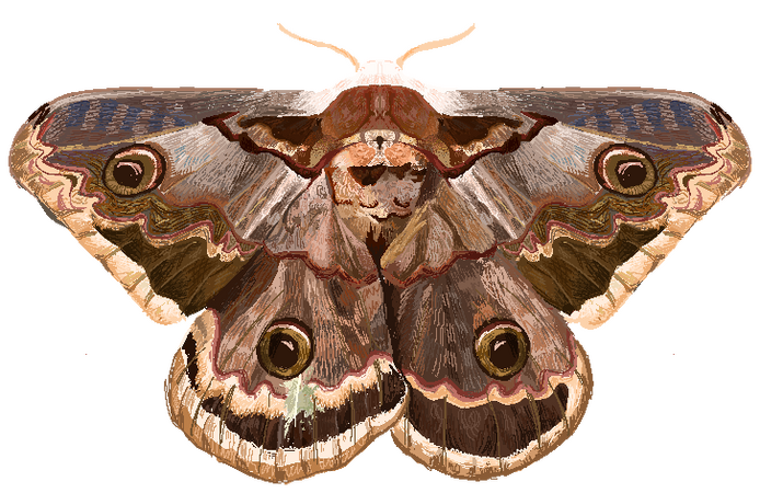 moth